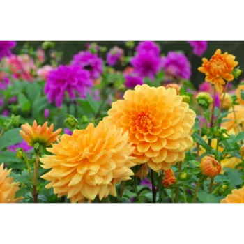 Multicolor Garden Flower
